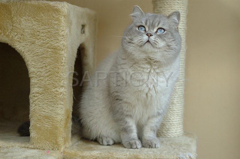 BRITISH SHORTHAIR 020.jpg
